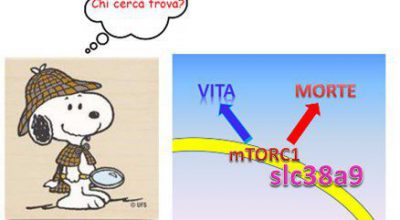 Chi Ri-cerca trova – online