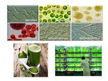 Le microalghe nelle biotecnologie – in presenza