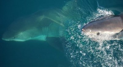 Gli squali: da mostri sanguinari a sentinelle del mare – in presenza e/o online