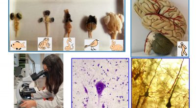 Il sistema nervoso centrale: dal macroscopico al microscopico – online