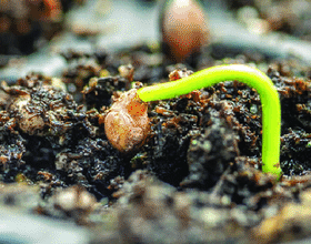 La germinazione del seme: “una nuova vita” – online