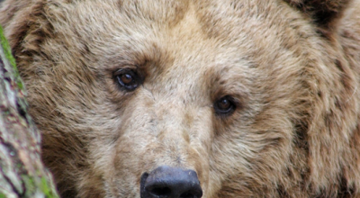L’orso sulle Alpi: storia di un ritorno – online